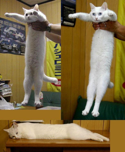 "A long string of cat" (pic from internet)